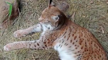 Hayvanat bahçesindeki çayırlarda dinlenen noktalı büyük bir Luchs.