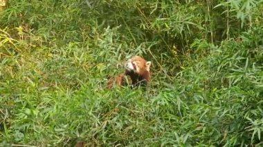Tatlı bir kırmızı panda, öğleden sonra bambu ormanında yemek yiyor.