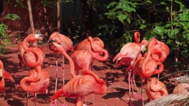 Güneşli bir öğleden sonra hayvanat bahçesinde pembe flamingo grupları