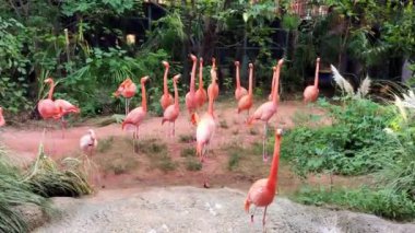 Hayvanat bahçesindeki göletin kenarında pembe flamingo grupları