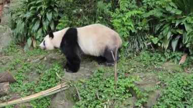Dev bir panda hayvanat bahçesindeki çalılığa pisliyor.