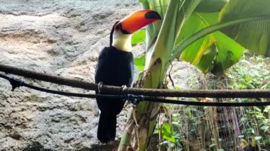 Tek bir tukan ipin üzerinde durup hayvanat bahçesini izliyor.