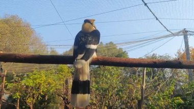 Hayvanat bahçesinin dalında duran büyük bir Buceros bicornis.