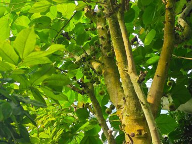 Güneşli bir günde bir dalda vahşi incir grupları