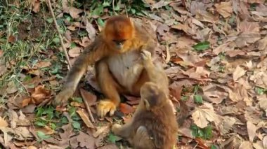 Hayvanat bahçesinde sarı yapraklarla kaplı yerde altın maymun oyunu.