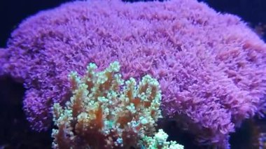 Akvaryumda parlak ışık altında pembe ve sarı mercan resifi