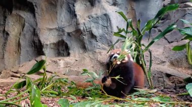 Kırmızı panda hayvanat bahçesinde oturmuş bambu yaprakları yiyor.