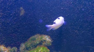 Akvaryumda beyaz bir Dischistodus balığı yüzüyor.