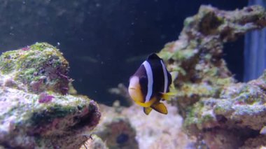 Bir siyah beyaz palyaço balığı akvaryumda yüzer.