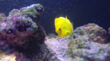 Akvaryumdaki mercanlarda yüzen sarı bir Zebrasoma alevi.