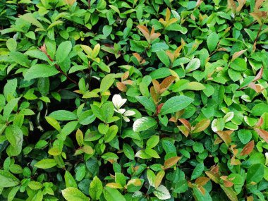 Bahçedeki yağmurlu bir günden sonra yeşil yaprakların arkaplanı