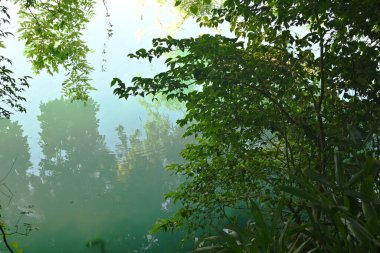 Parktaki ağaçların arasından açık mavi su