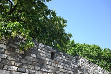 Nanjing 'deki Ming Hanedanlığı' nın eski duvarında yeşil yapraklar.