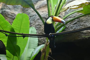 a toucan on a branch under a banana tree in the zoo clipart