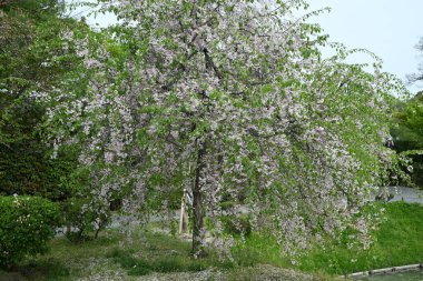 Beyaz pembe sakura, baharda parkta yeşil yapraklarla çiçek açar.