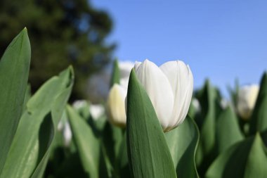 Beyaz lale çiçeği güneşli bir öğleden sonra açar.
