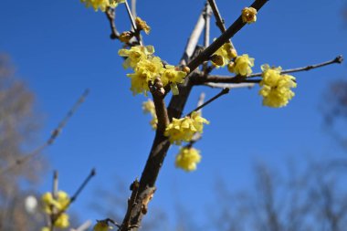 Sarı kış tatlı çiçekleri güneşli bir günde mavi gökyüzünün altında.