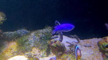 Akvaryumdaki diğer deniz balıklarıyla birlikte bir mühendis.