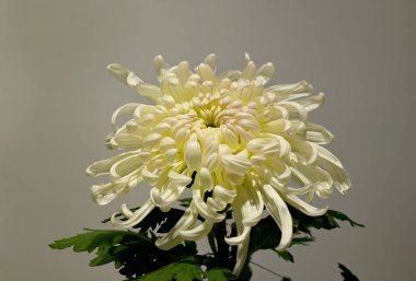 Beyaz kasımpatı çiçeği parlak ışık altında uzun taç yapraklarıyla çiçek açar.