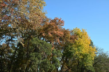 Güneşli bir sonbahar gününde mavi gökyüzünün altında renkli yapraklar.
