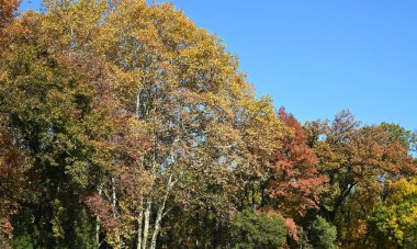 Nanjing 'de sonbahar ağaçları ve mavi gökyüzü güneşli öğleden sonra