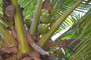 Güneşli bir günde dalda hindistan cevizi