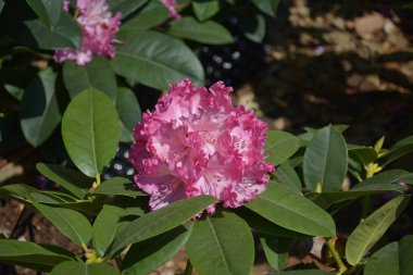 Ayrı bir pembe rhododendron çiçeği güneşli bir günde bahçede açar.