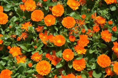 Turuncu Calendula Ofis çiçekleri güneşli bir öğleden sonra bahçede açar.