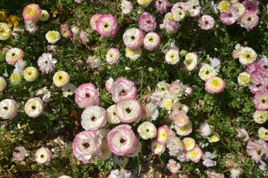 Groups of light pink Ranunculus asiaticus blossoms in sunny afternoon clipart