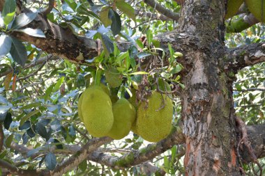 Çiğ Artocarpus heterophyllus meyvesi bahçedeki dala asılı.
