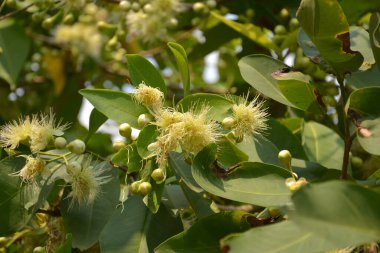 Flower of Syzygium samarangense blossoms on the branch in sunny afternoon clipart