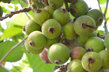 Ficus auriculata grubu güneşli bir öğleden sonra dalda.