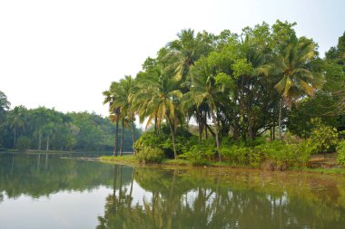 Güneşli bir öğleden sonra gölün kenarında hindistan cevizi ağaçları