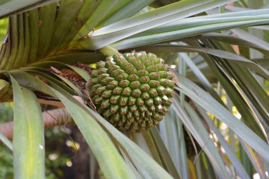 Bahçedeki dalda yalıtılmış bir Pandanus tectorius meyvesi.