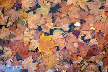 Parktaki suya renkli akçaağaç yaprakları düştü.