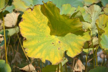 Güneşli bir sabah gölette izole edilmiş sarı bir nilüfer yaprağı.