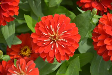 Kırmızı Echinacea purpurea çiçeği ve sarı pudingler.  