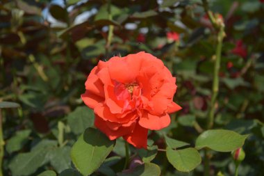 Bahçede güneşli bir günde çiçek açan kırmızı gül.