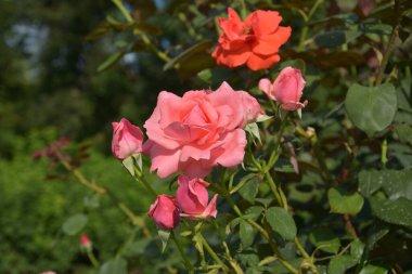 Pembe güller tomurcuklanır çalılıklarda güneşli bir öğleden sonra