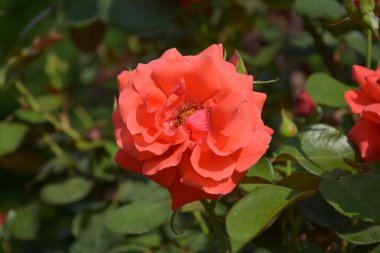 Güneşli bir günde bahçede yaprakları olan izole bir kırmızı gül.