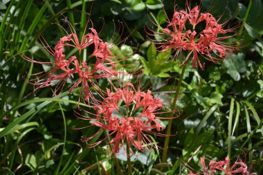 Red spider flower blossoms in sunny day in the garden clipart