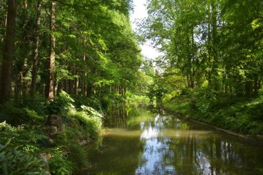 Ormanda bir nehir, güneşli bir öğleden sonra, güneş ışığı suya yayılmış.