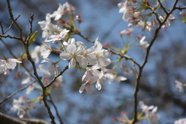 Açık pembe sakura, güneşli bahar gününde dalda çiçek açar.