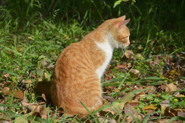 Turuncu bir kedi çimlerin üzerinde oturuyor ve güneşli bir öğleden sonra bir yerlere bakıyor.