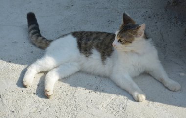 Güneşli bir günde dinlenmek için gölgede yatan beyaz ve siyah bir kedi.