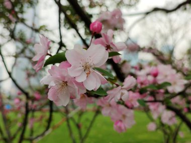 Bahçede pembe malus spektabilis bork çiçekleri.