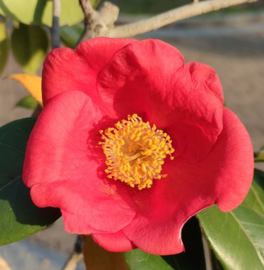 Bahçede güneşli bir öğleden sonra sarı kamelya çiçekleri açar.