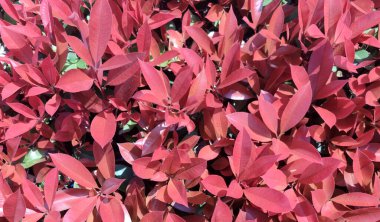 Kırmızı yeni yapraklar ilkbahar güneşli günlerdeki kırmızı çiçekler gibi görünür.