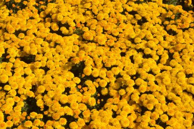 Sarı kasımpatı tarlası güneşli bir günde çiçek açar.