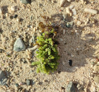 Güneşli bir öğleden sonra kumsalda yeşil bir yosun yığını